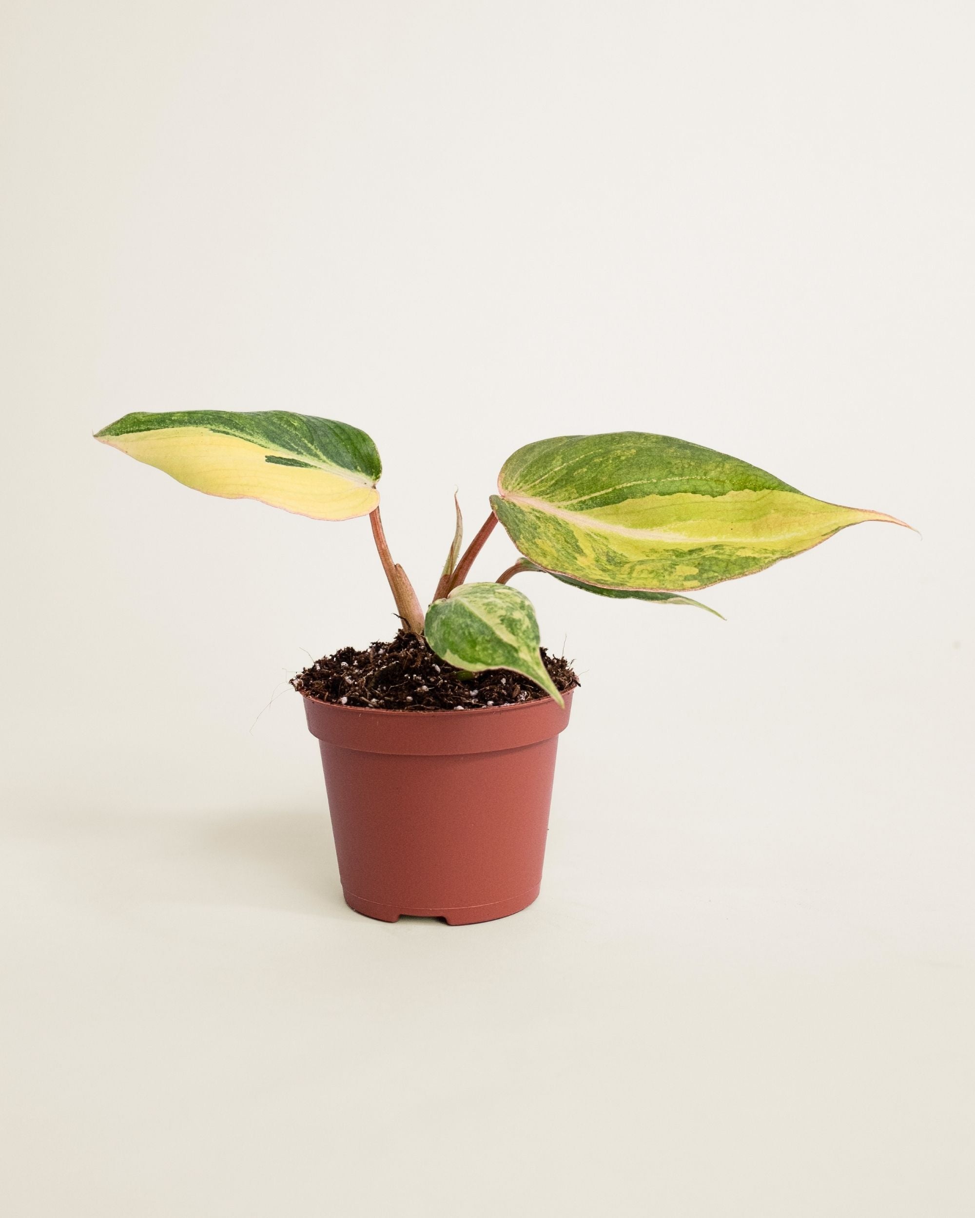 Philodendron Gloriosum Variegata