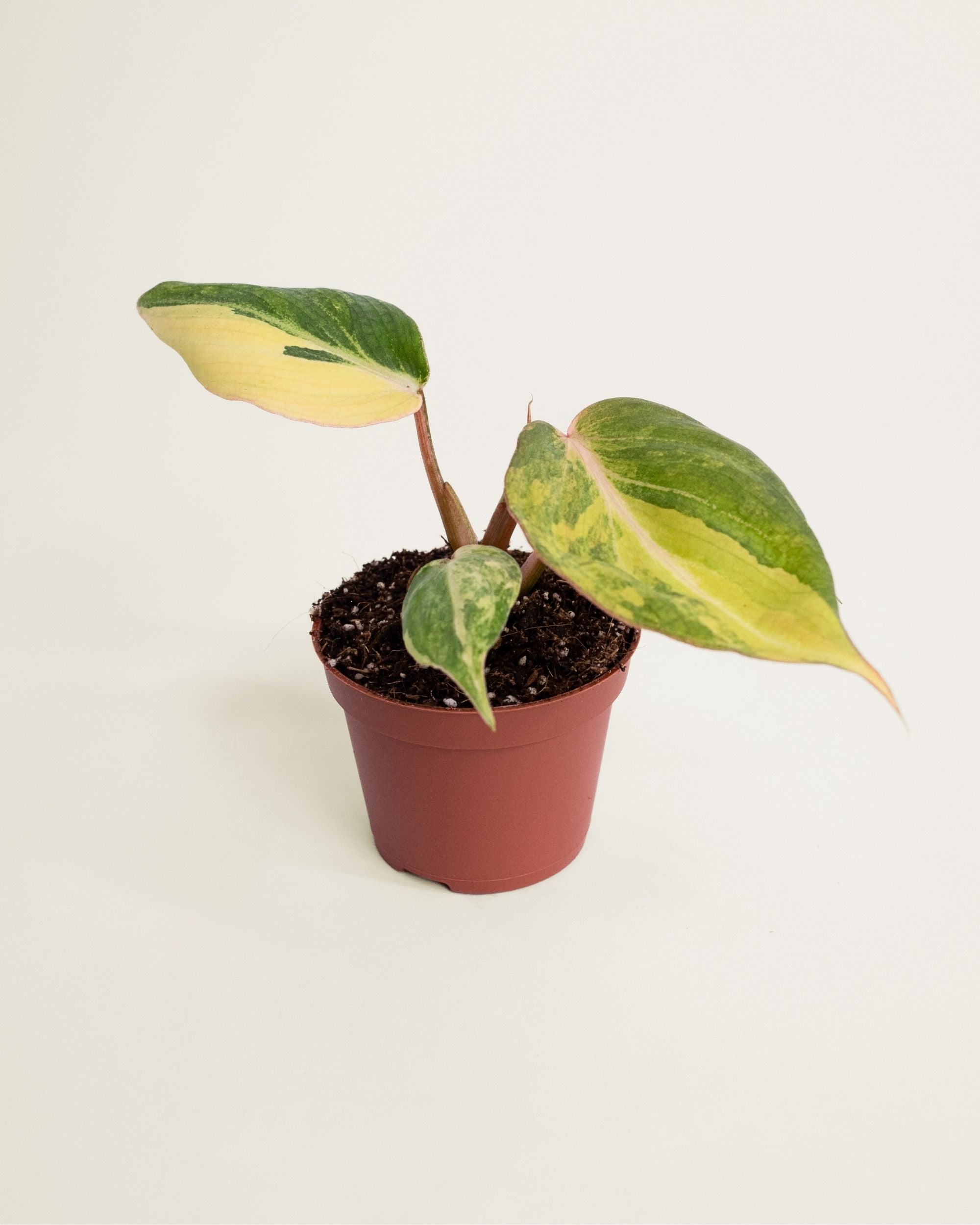 Philodendron Gloriosum Variegata