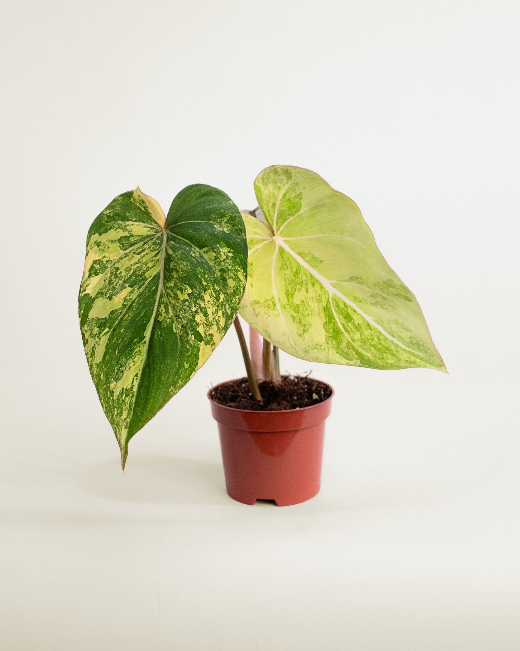 Philodendron Gloriosum Variegata