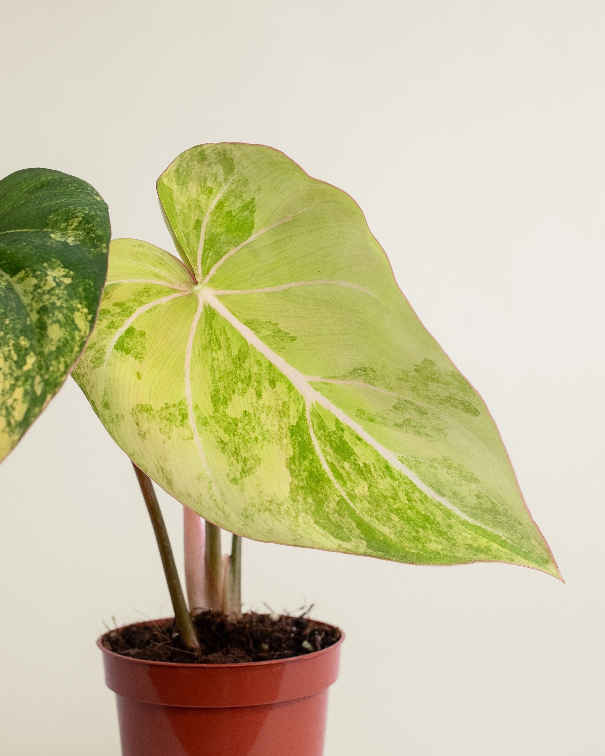Philodendron Gloriosum Variegata