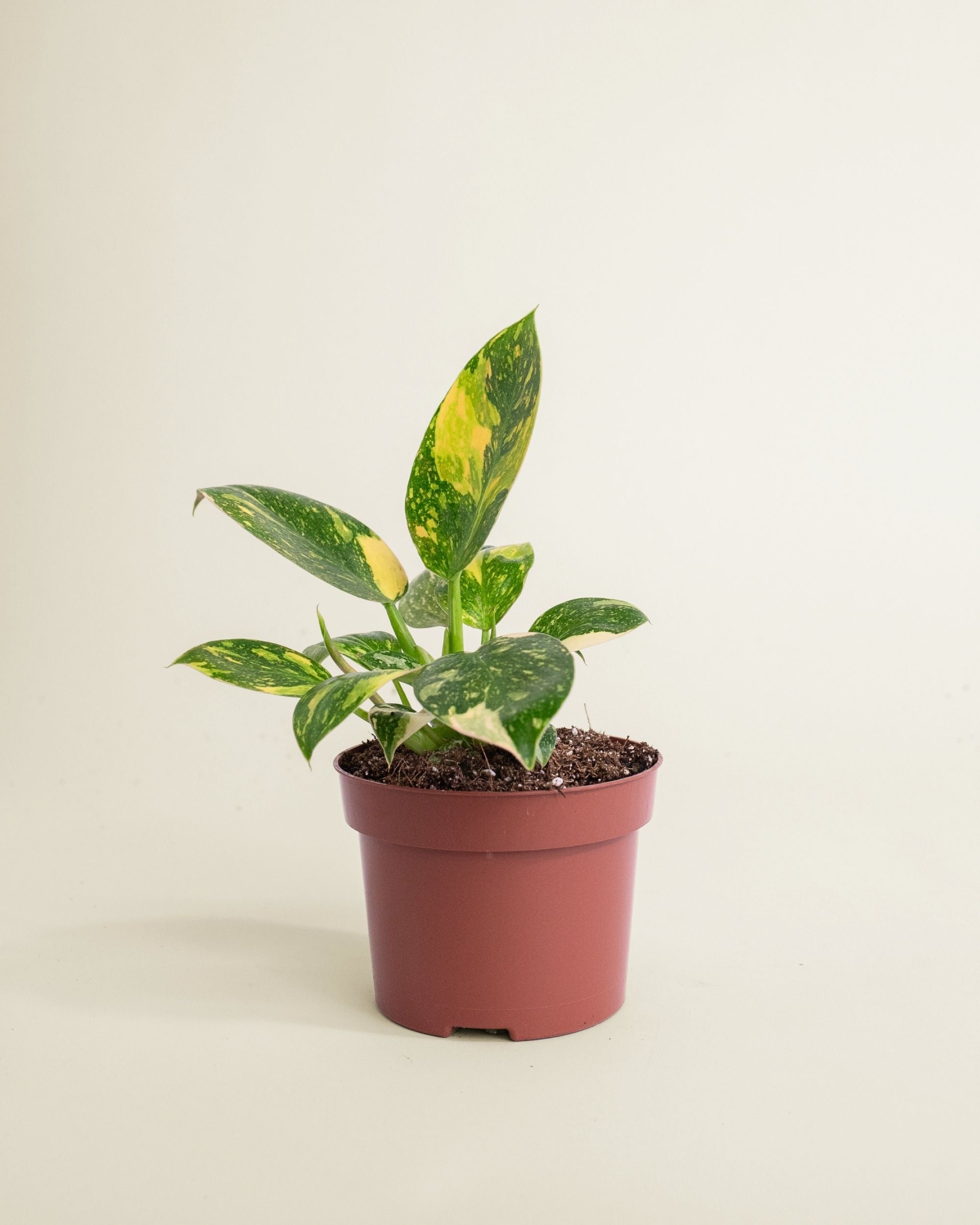 Philodendron Green Congo Variegata
