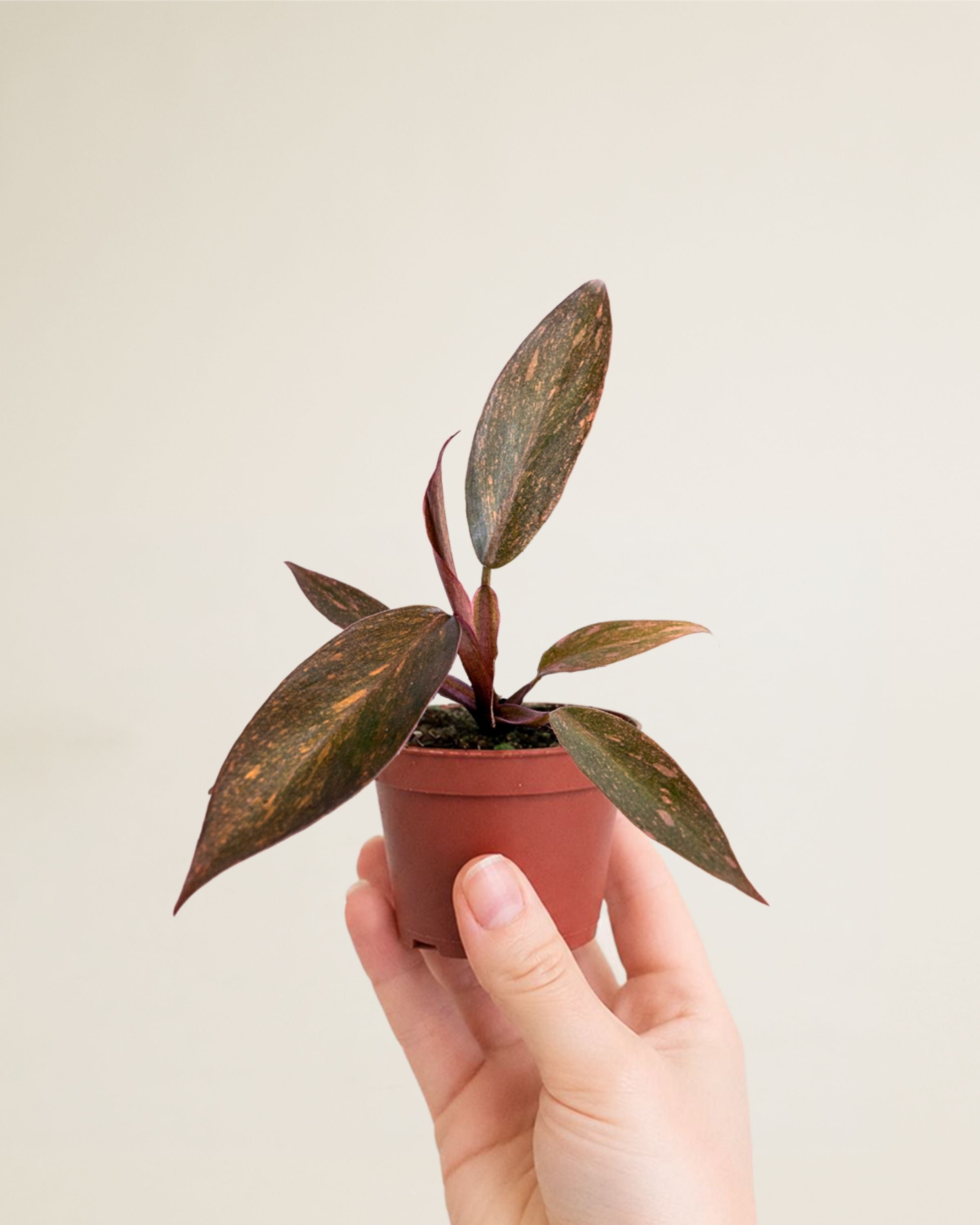 Philodendron Orange Princess | Rare Philodendron