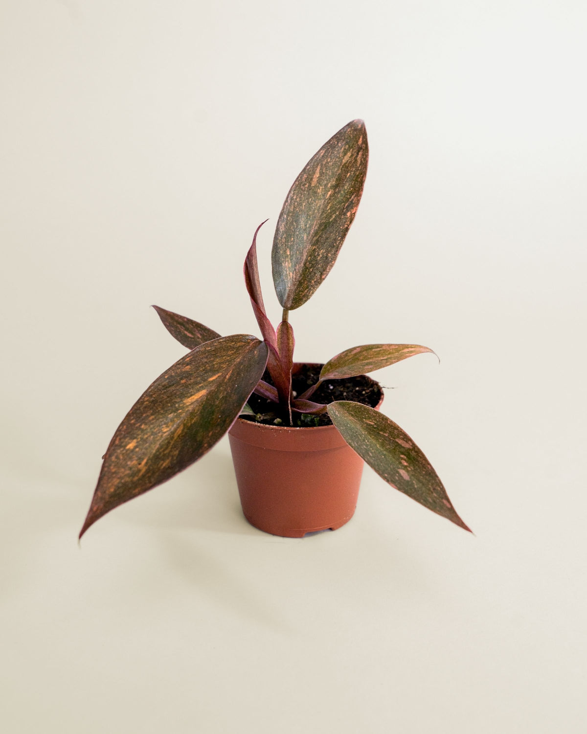 Philodendron Orange Princess