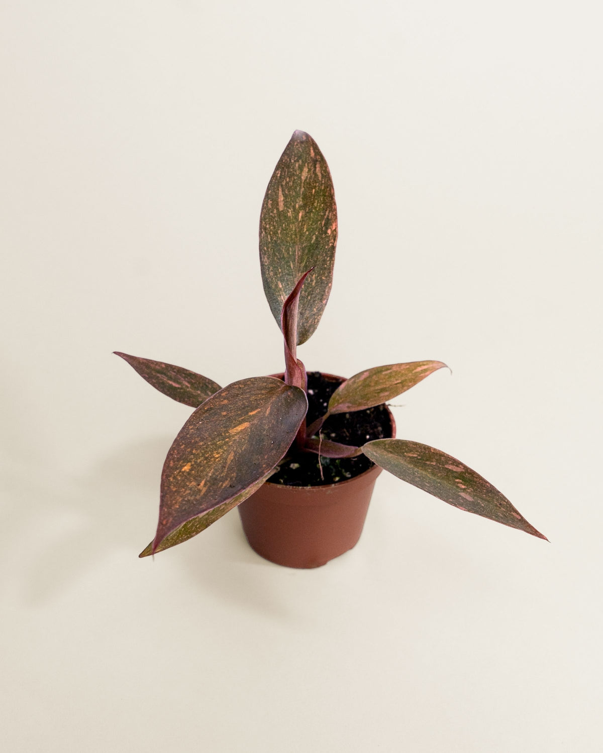 Philodendron Orange Princess