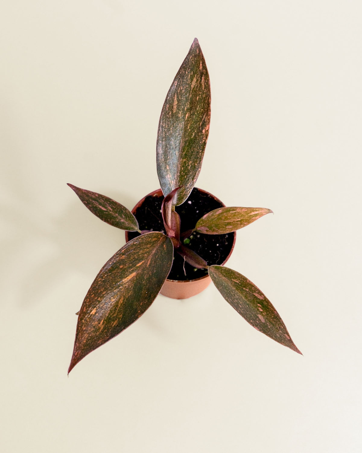 Philodendron Orange Princess