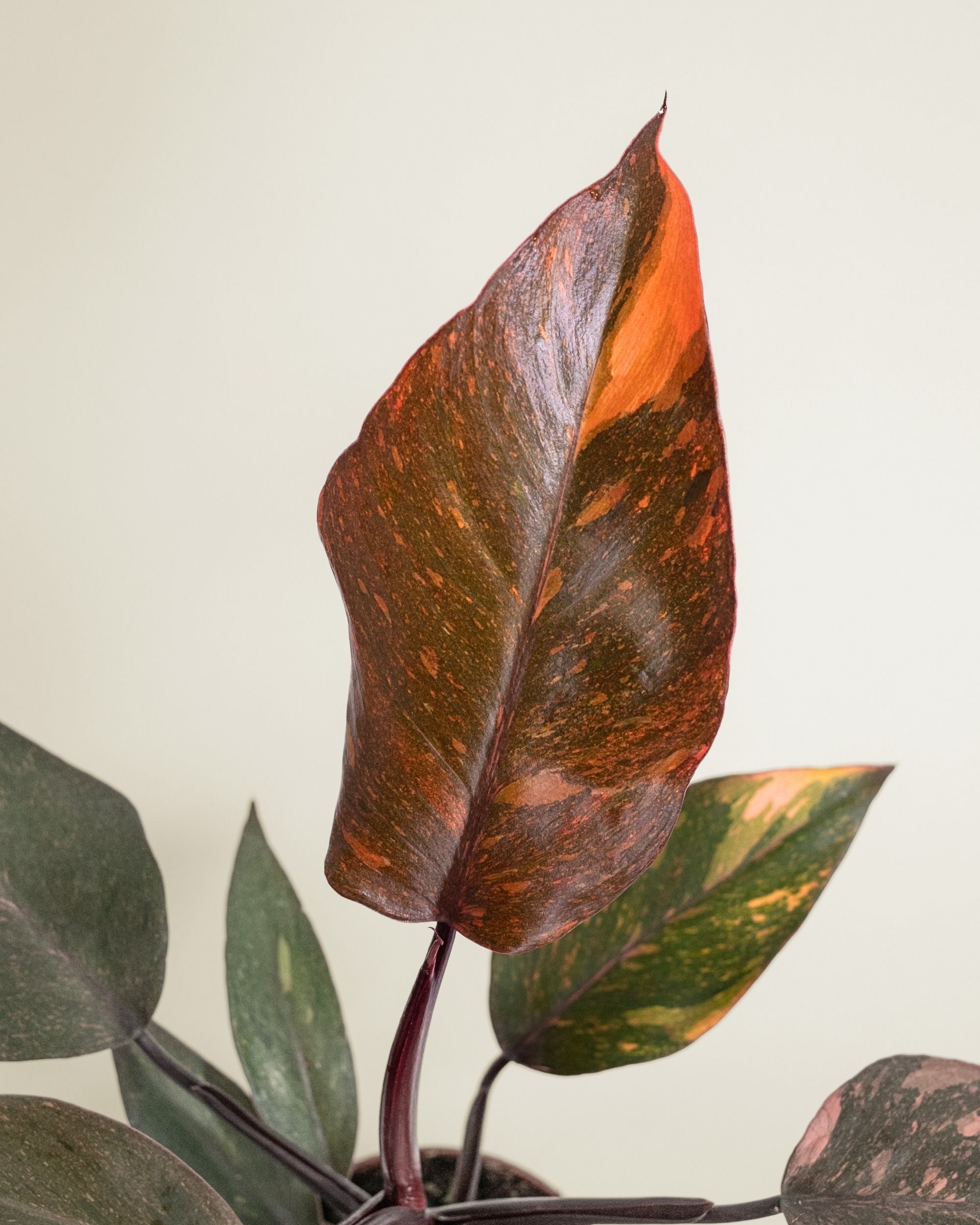 Philodendron Orange Princess