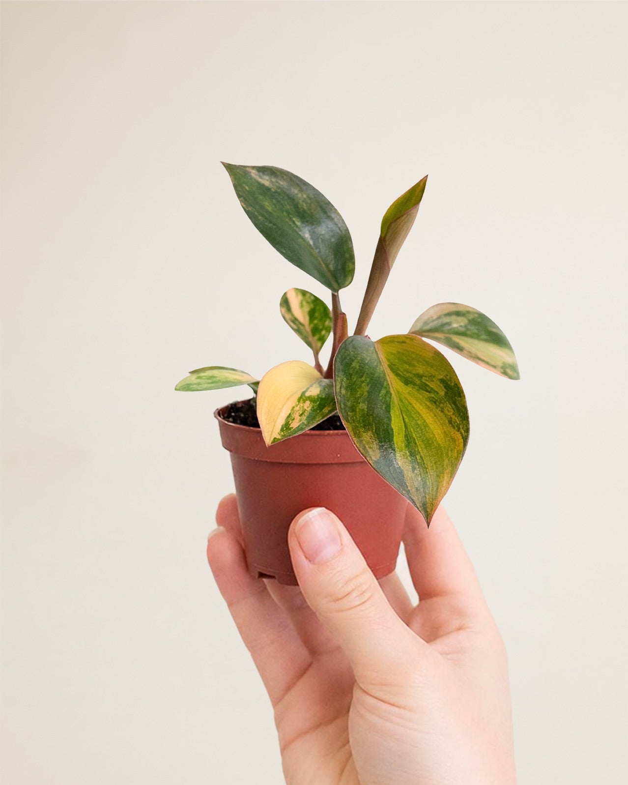 Philodendron Red Congo Variegata