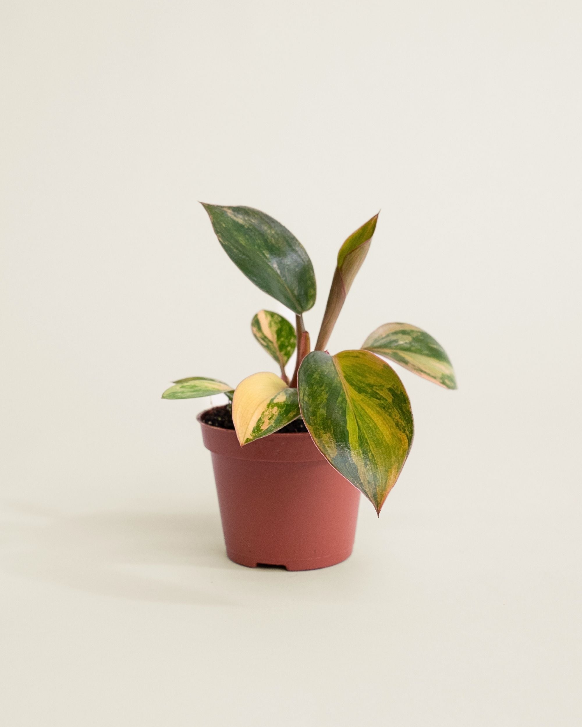 Philodendron Red Congo Variegata