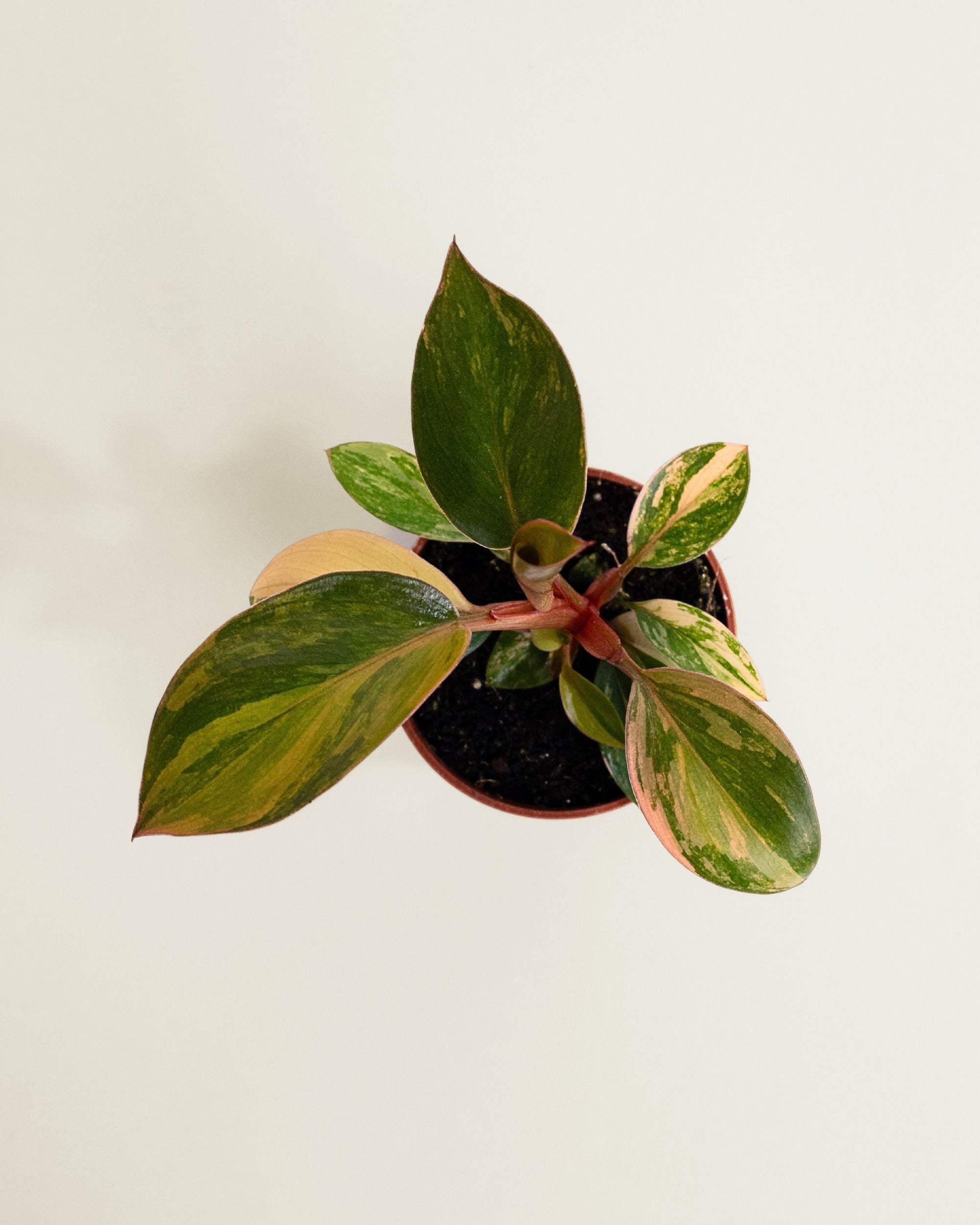 Philodendron Red Congo Variegata