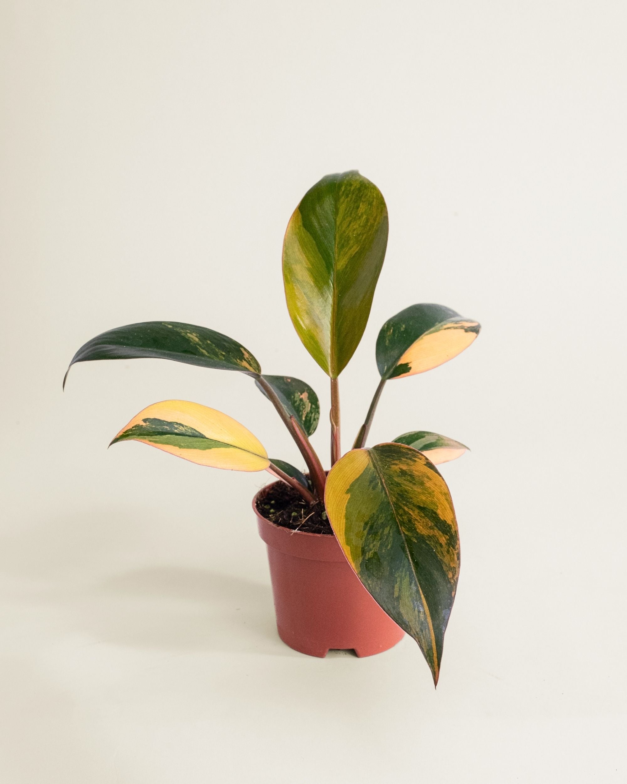 Philodendron Red Congo Variegata