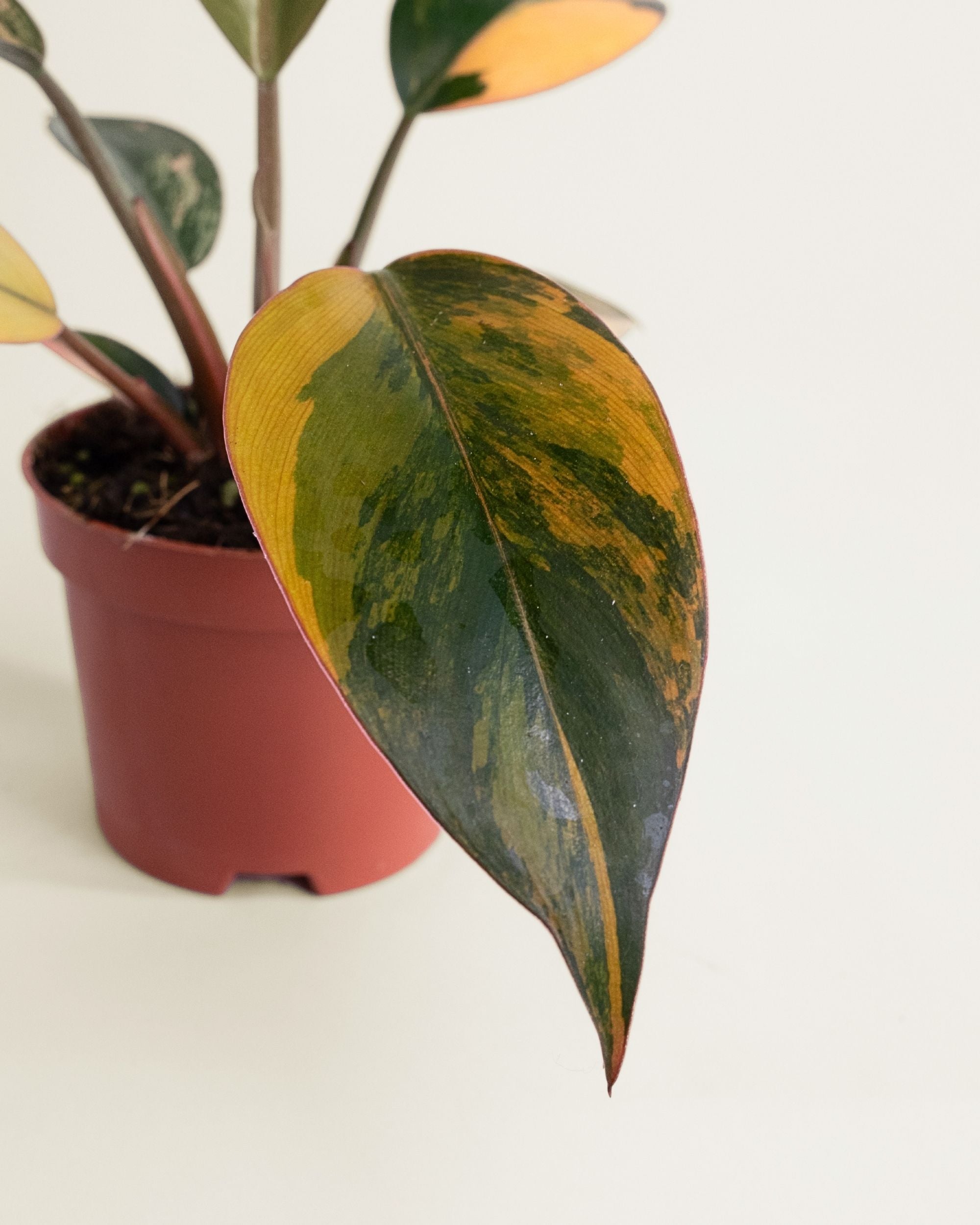 Philodendron Red Congo Variegata