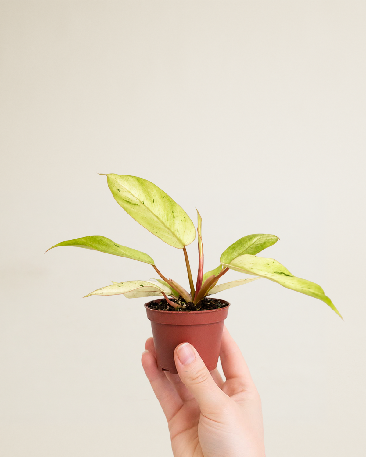Philodendron Snowdrift