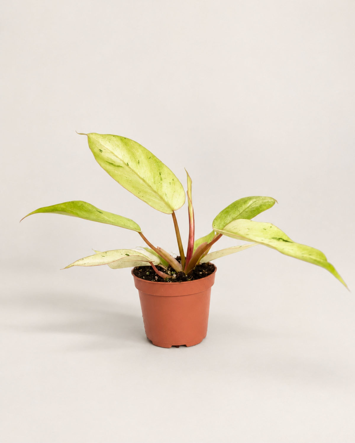 Philodendron Snowdrift