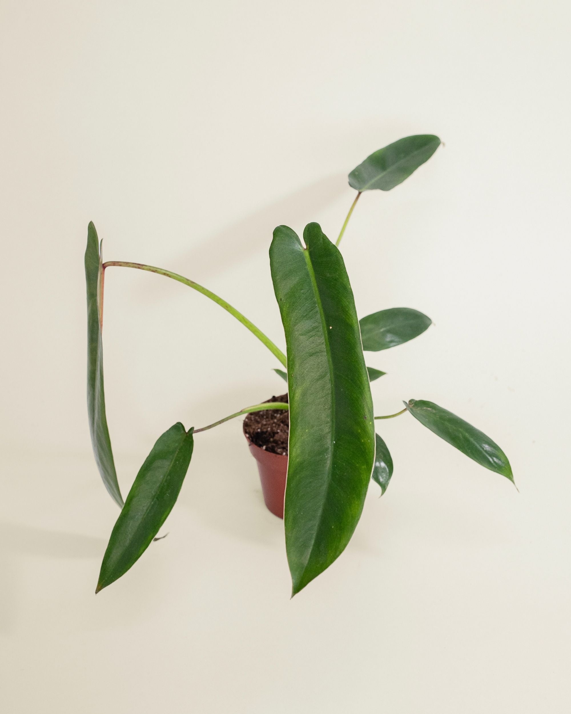 Philodendron Spiritus Sancti