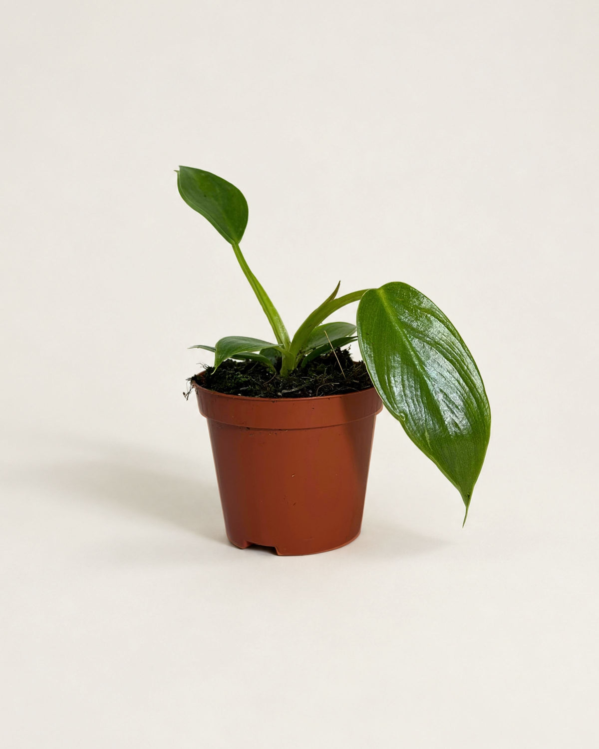 Philodendron Spiritus Sancti