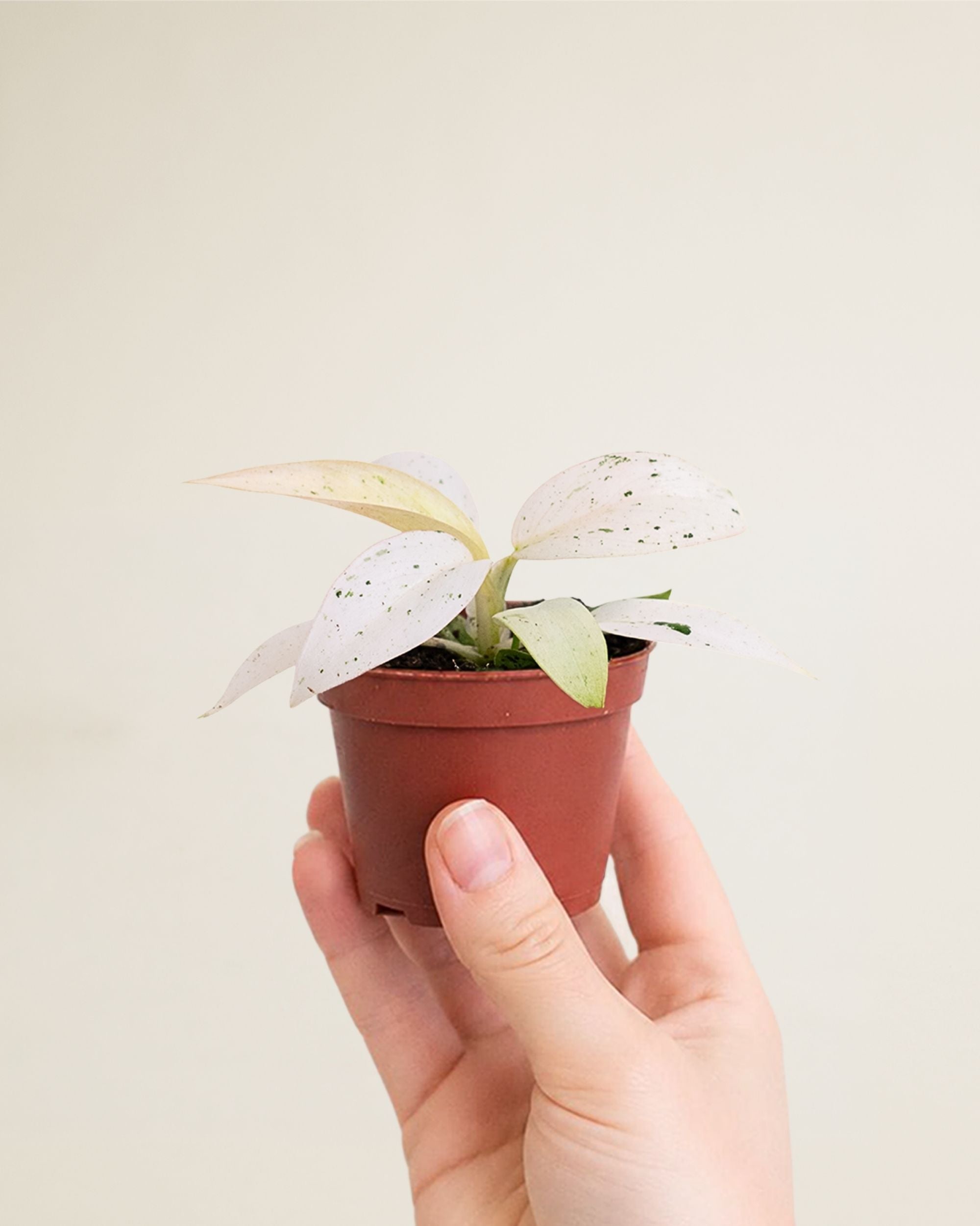 Philodendron Whipple Way