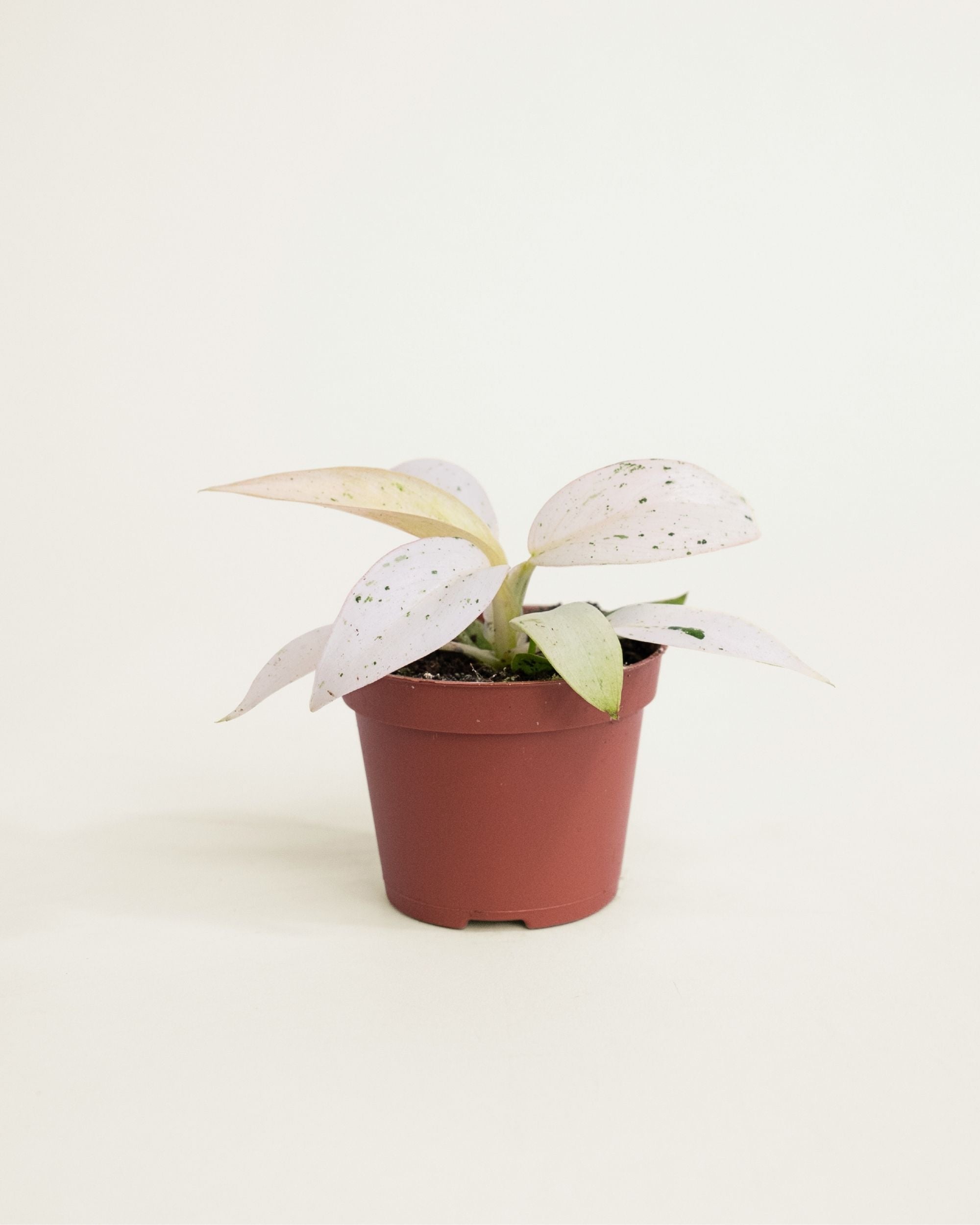 Philodendron Whipple Way