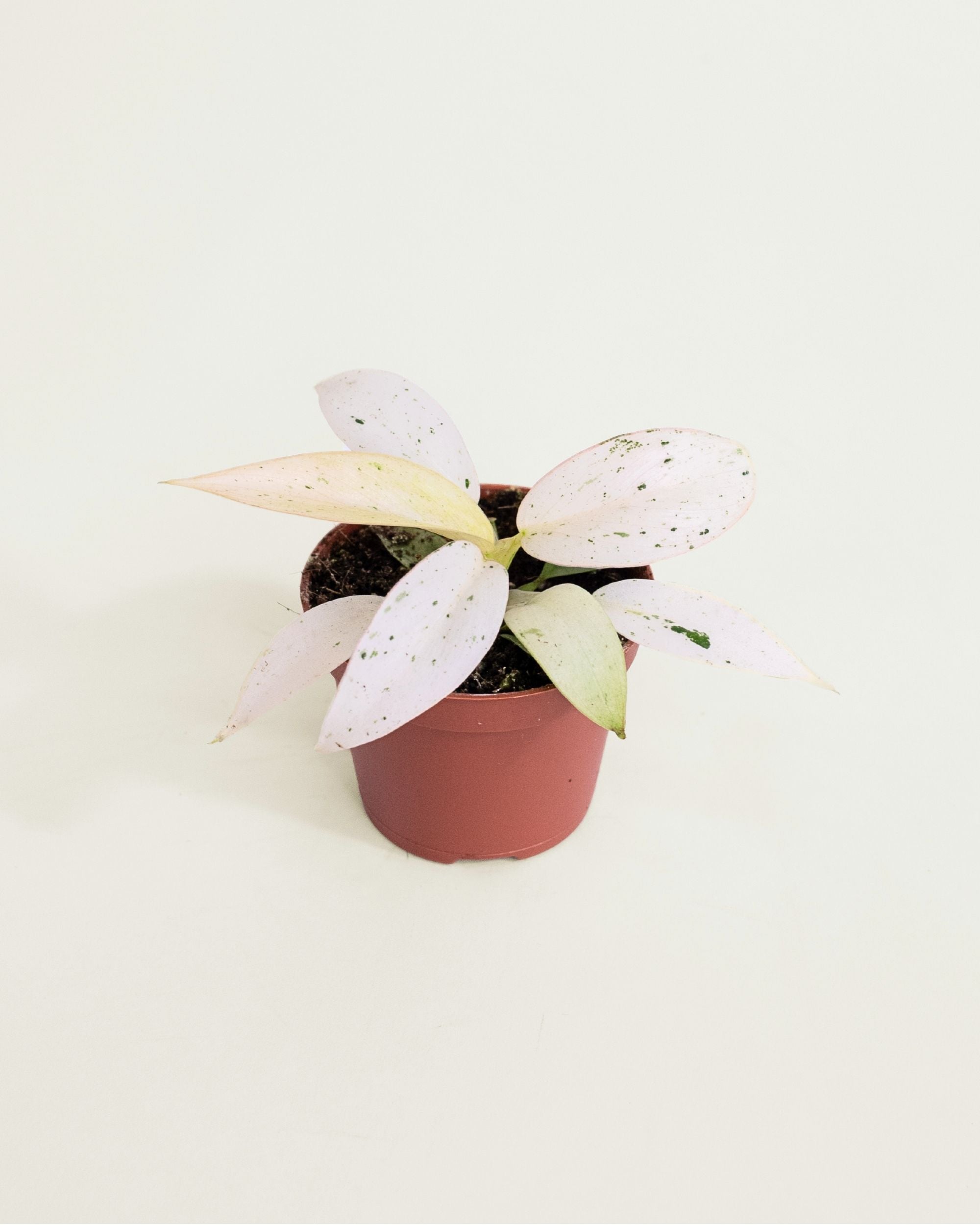 Philodendron Whipple Way