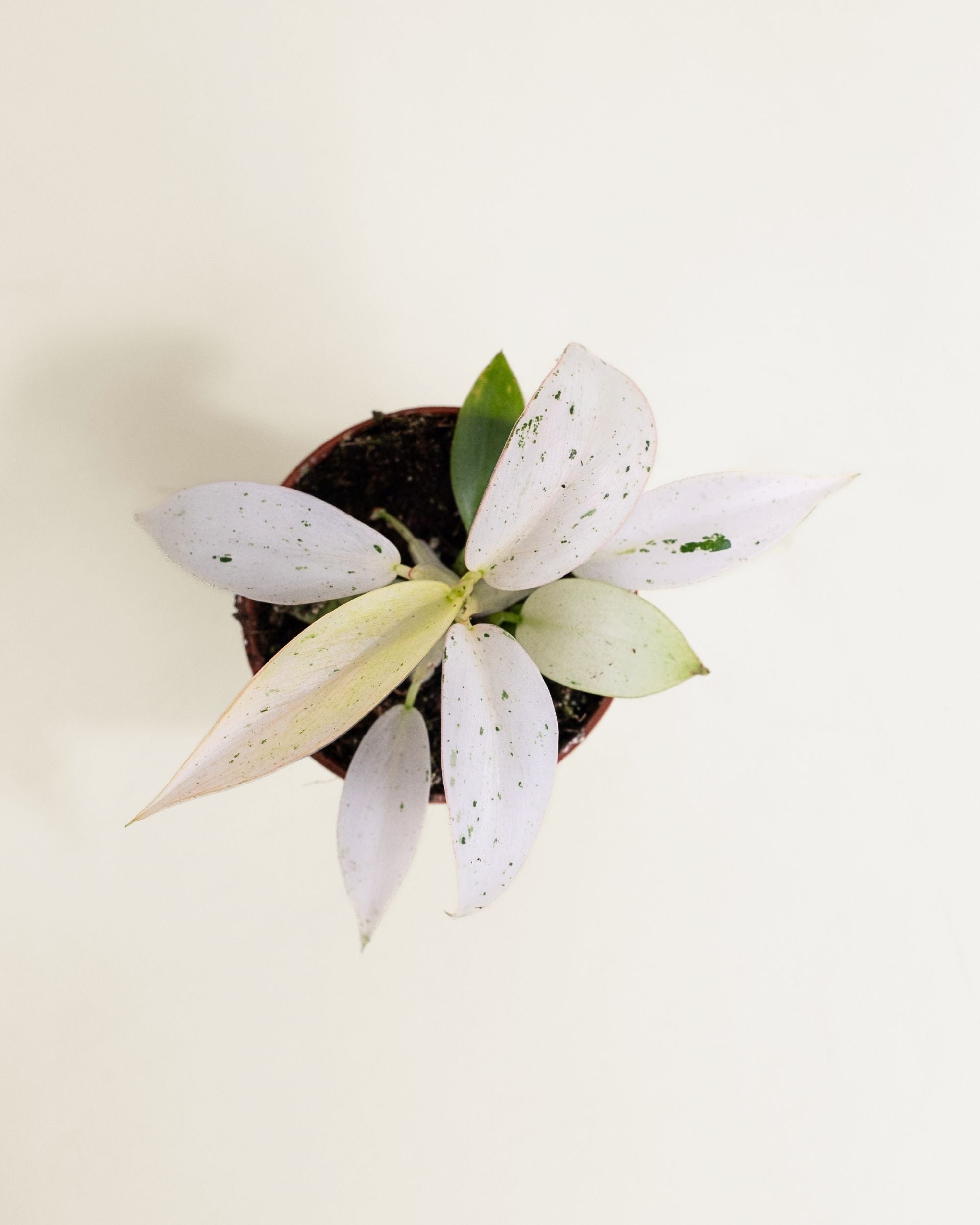 Philodendron Whipple Way