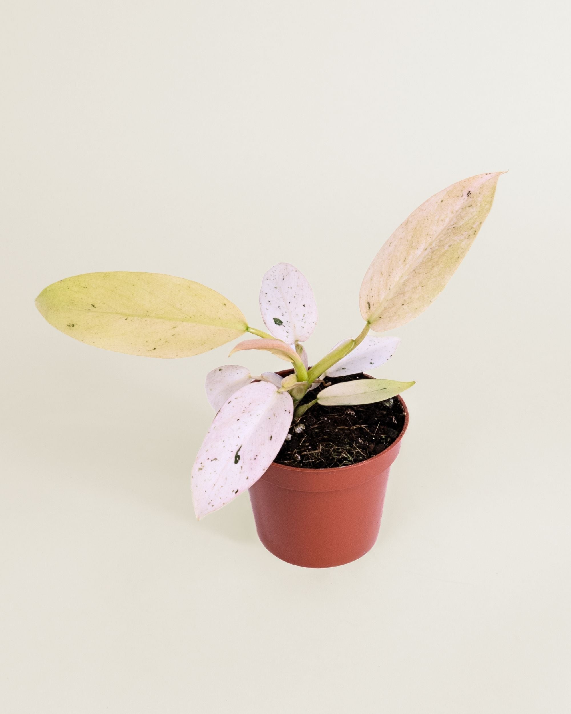 Philodendron Whipple Way