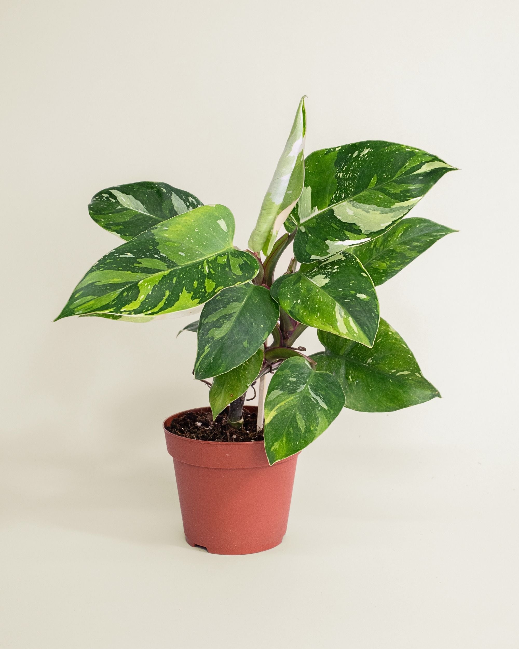 Philodendron White Princess Tricolor