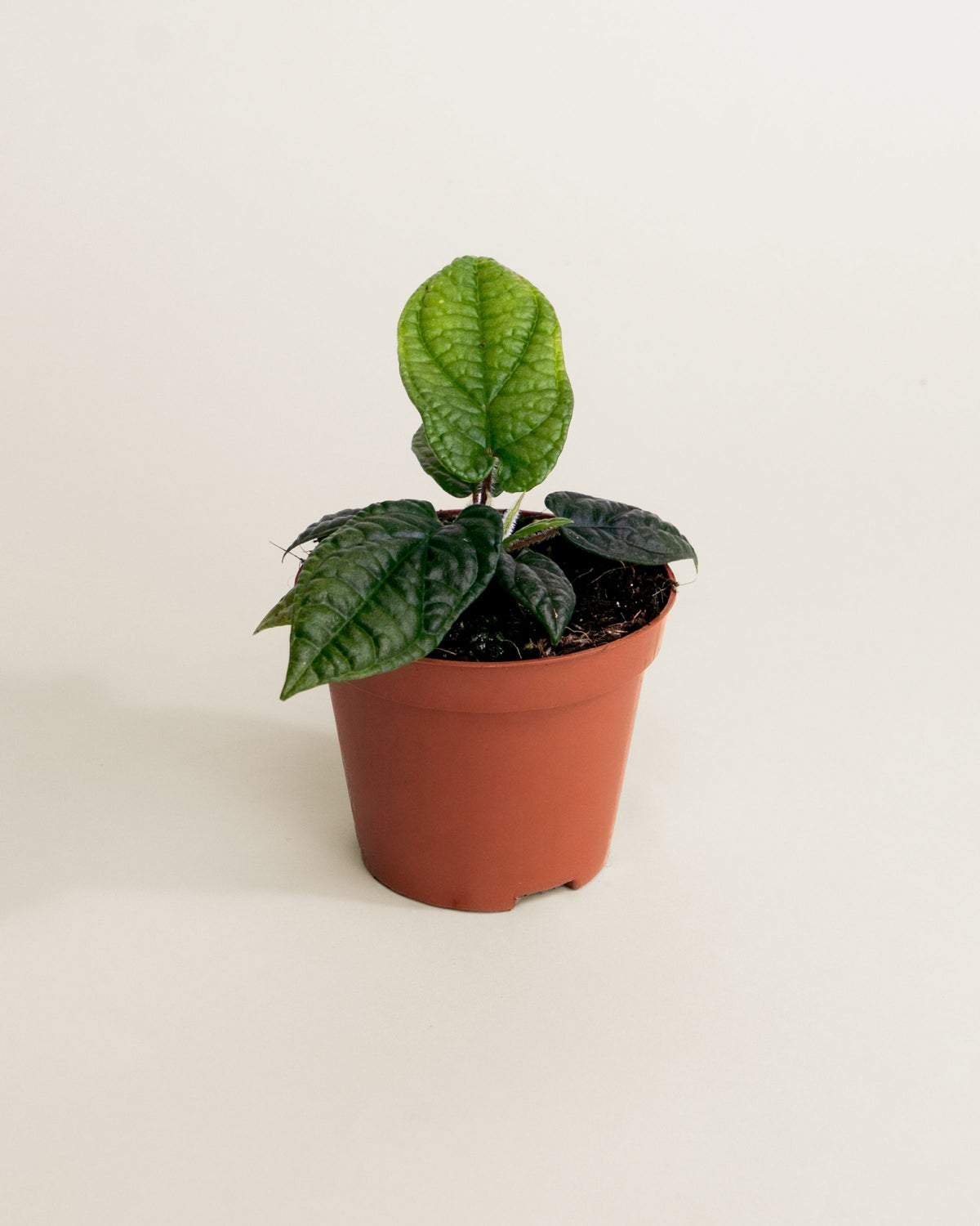 Piper Parmatum