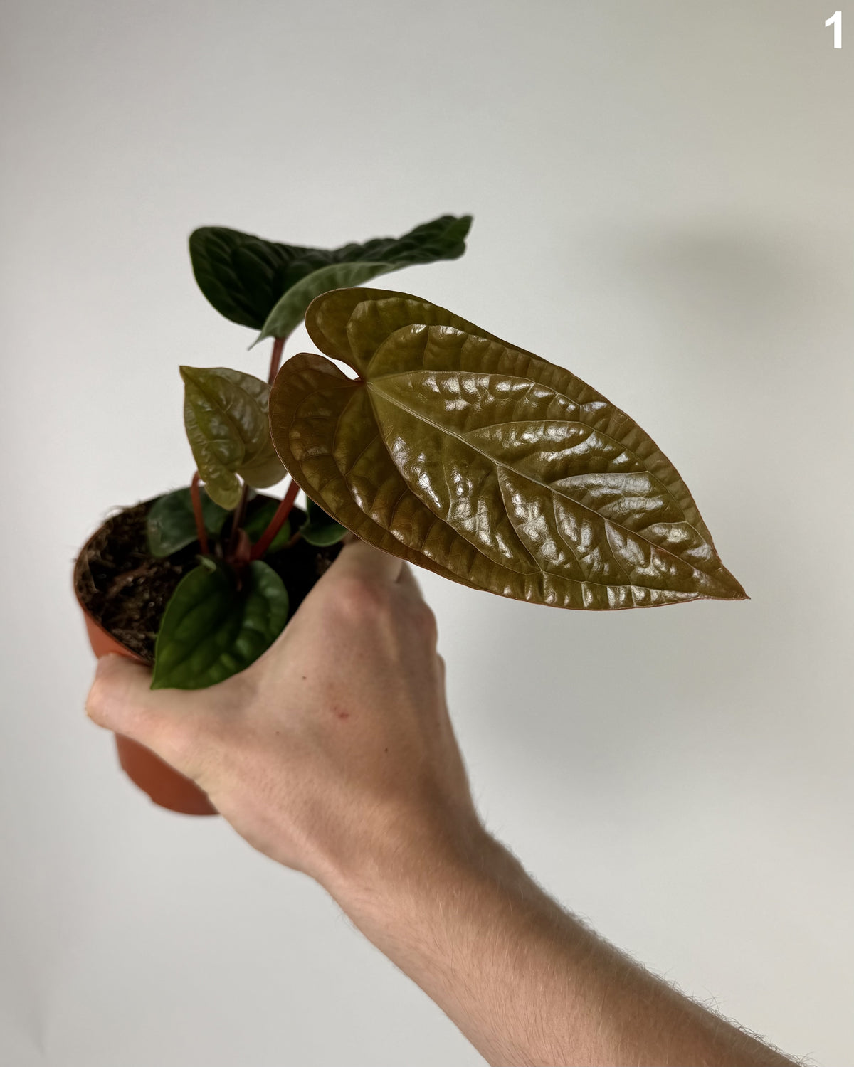 Anthurium Radicans WW