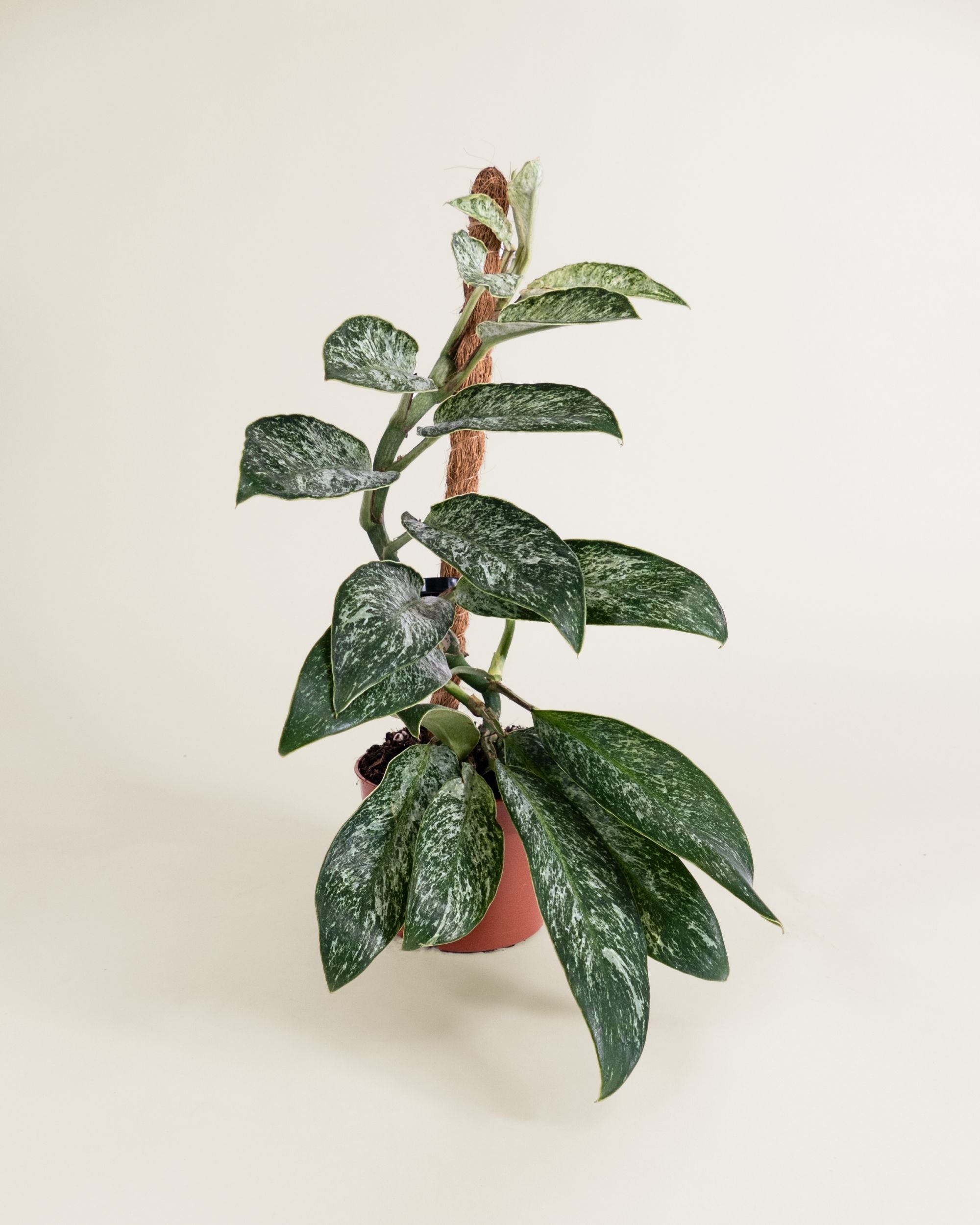 Rhaphidophora Elliptica Mint