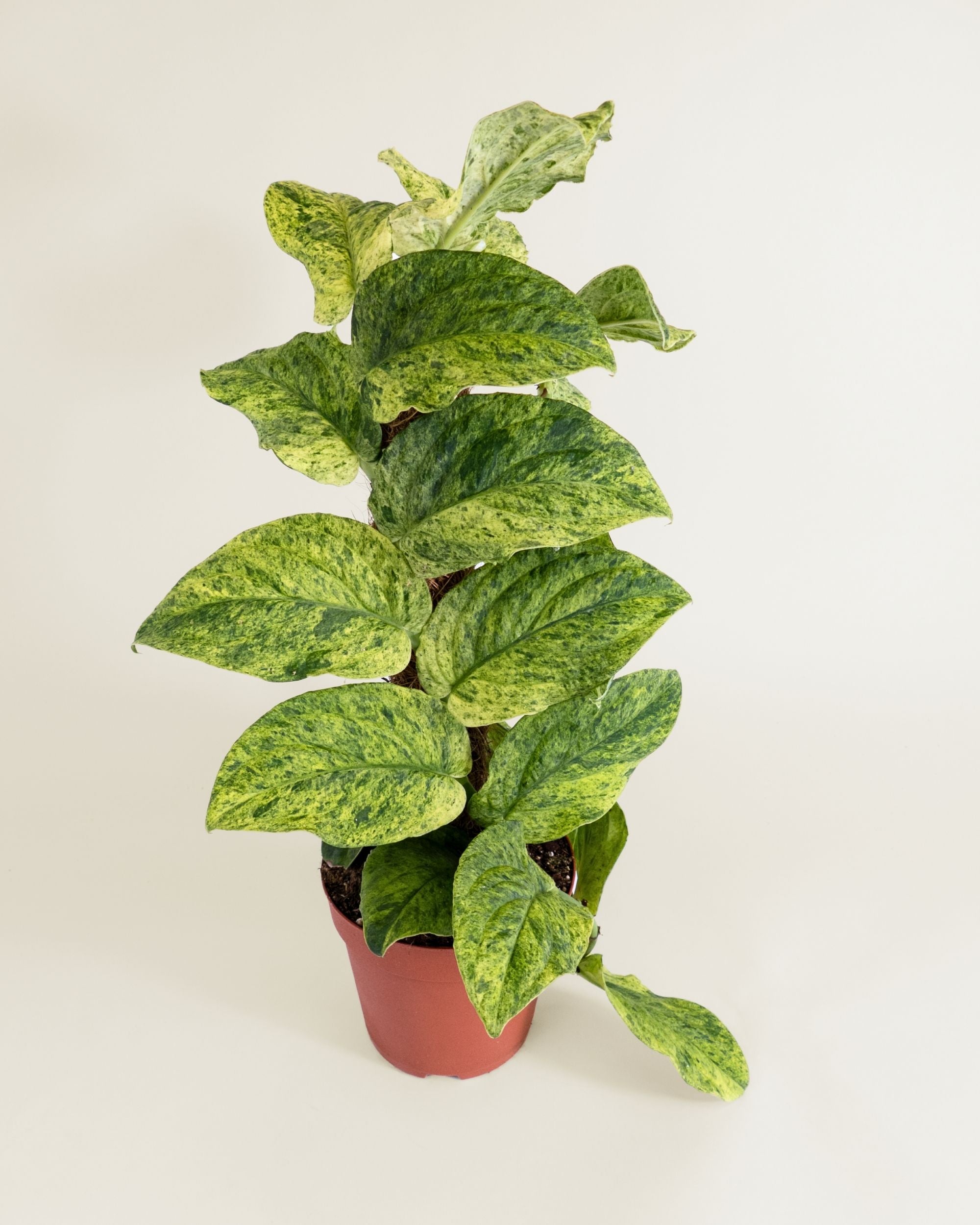 Rhaphidophora Korthalsii Variegata