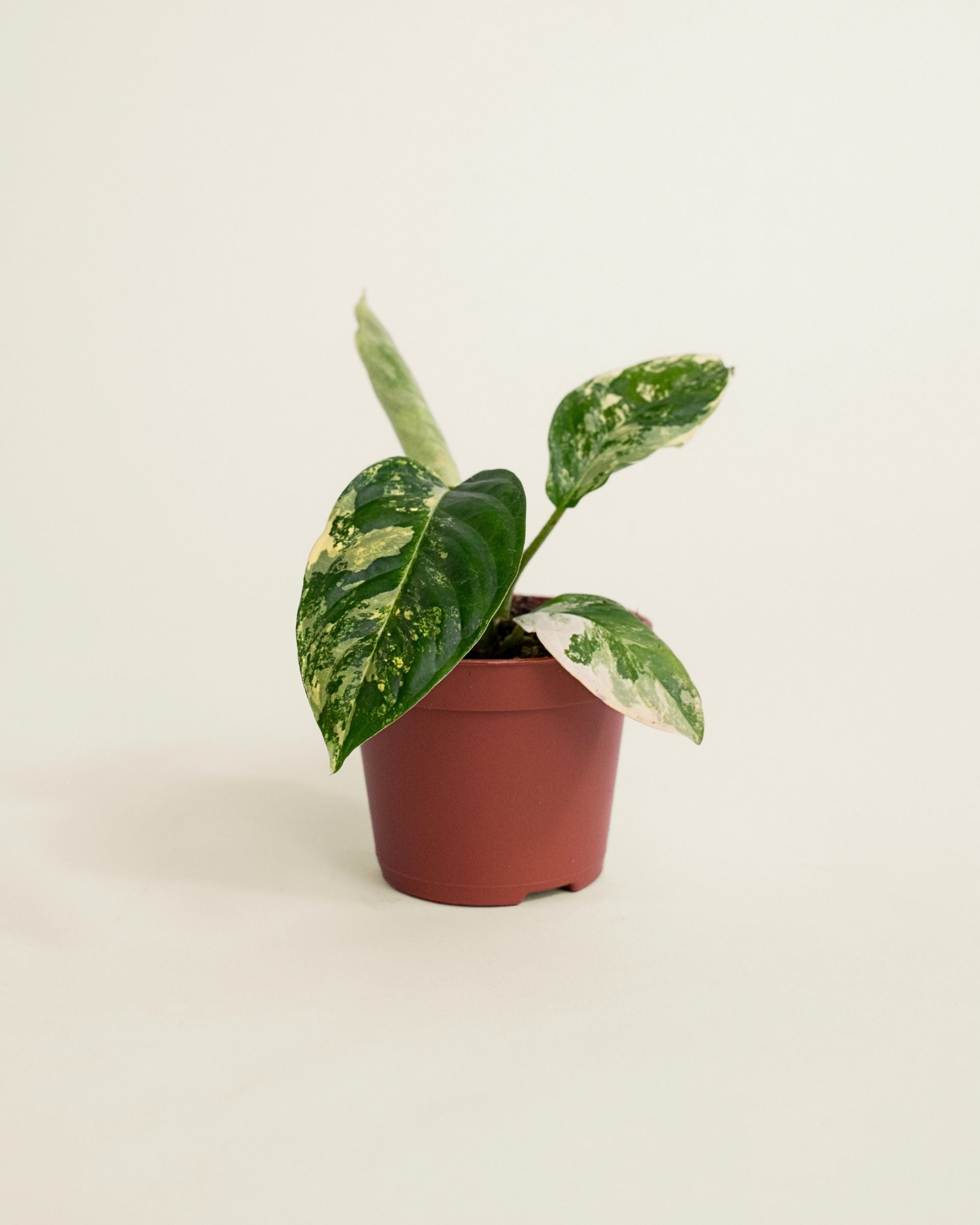 Xanthosoma Lindenii Variegata