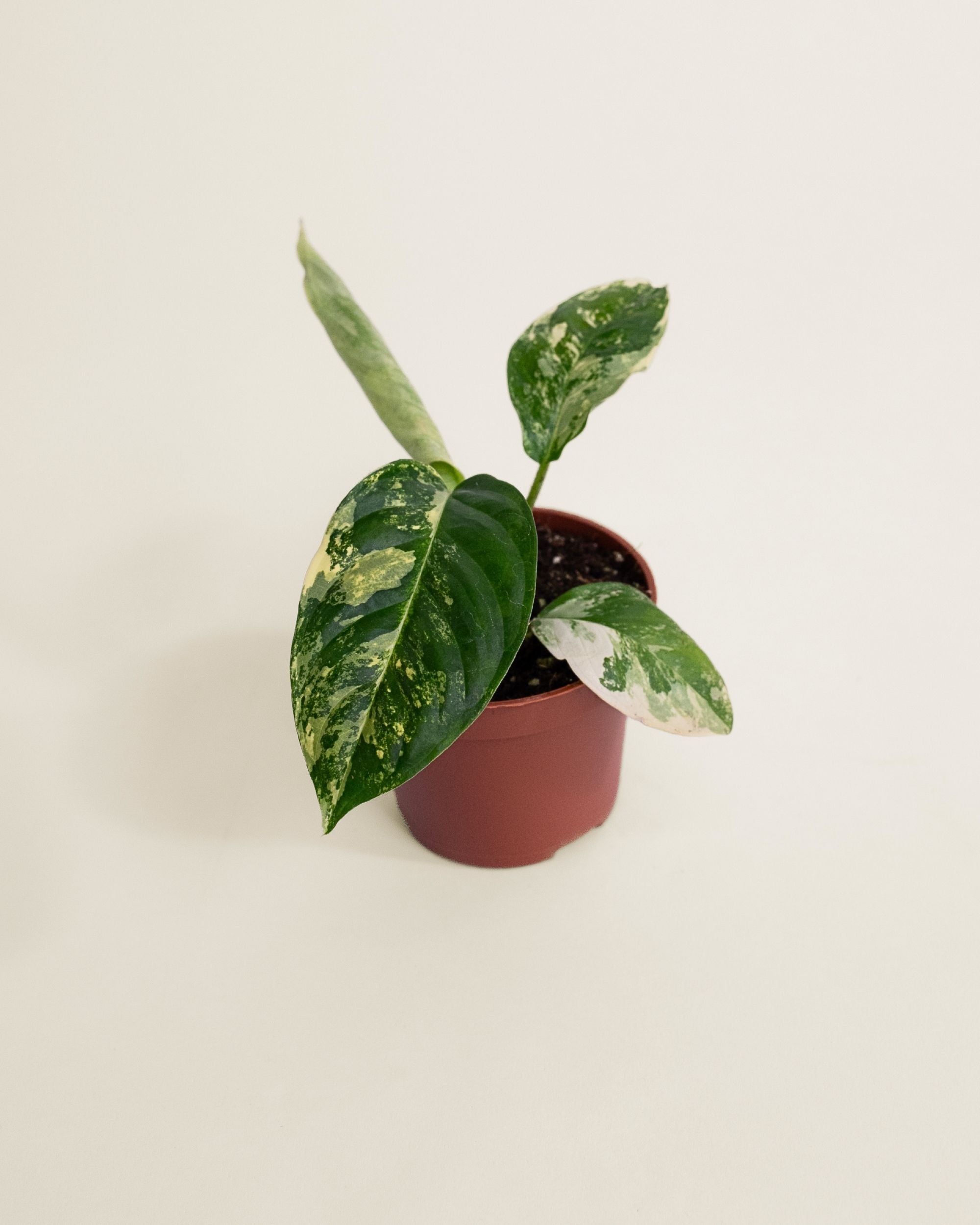 Xanthosoma Lindenii Variegata