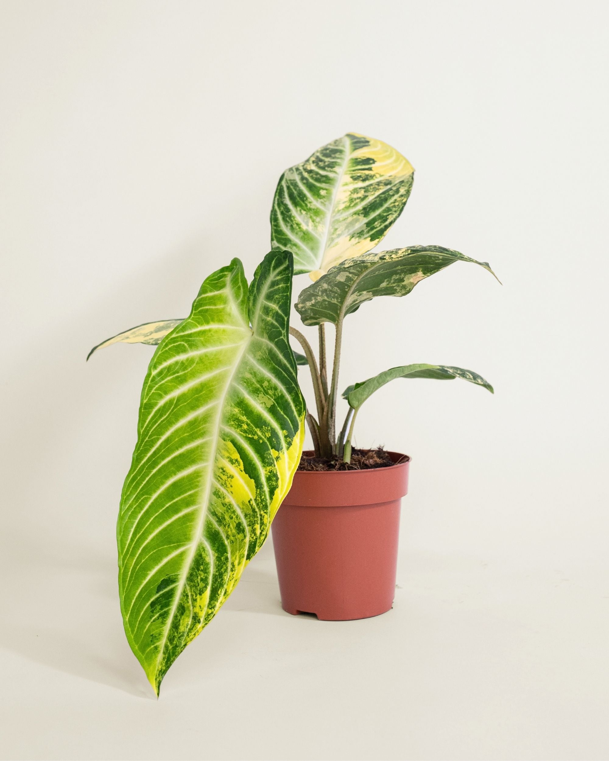 Xanthosoma Lindenii Variegata