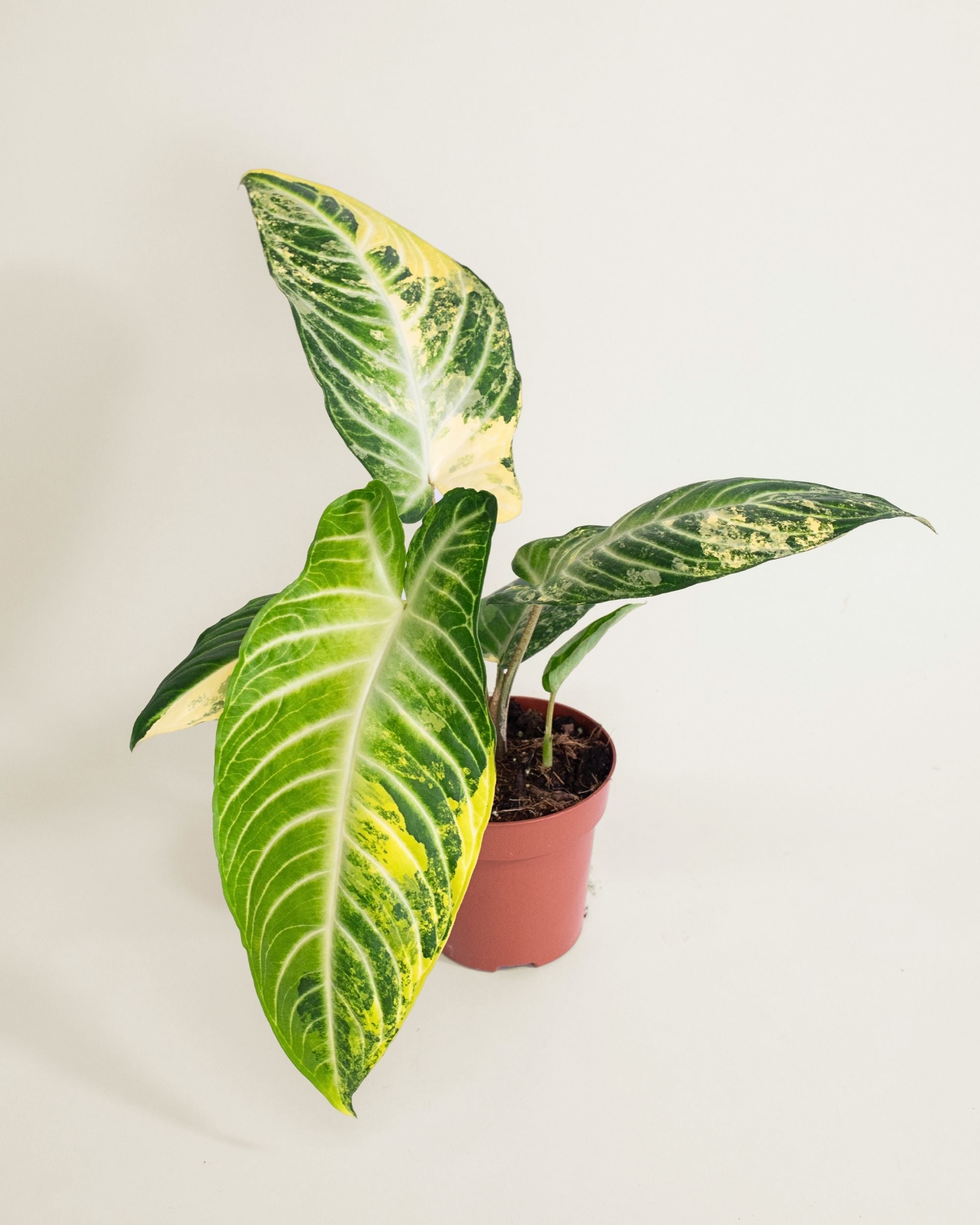 Xanthosoma Lindenii Variegata