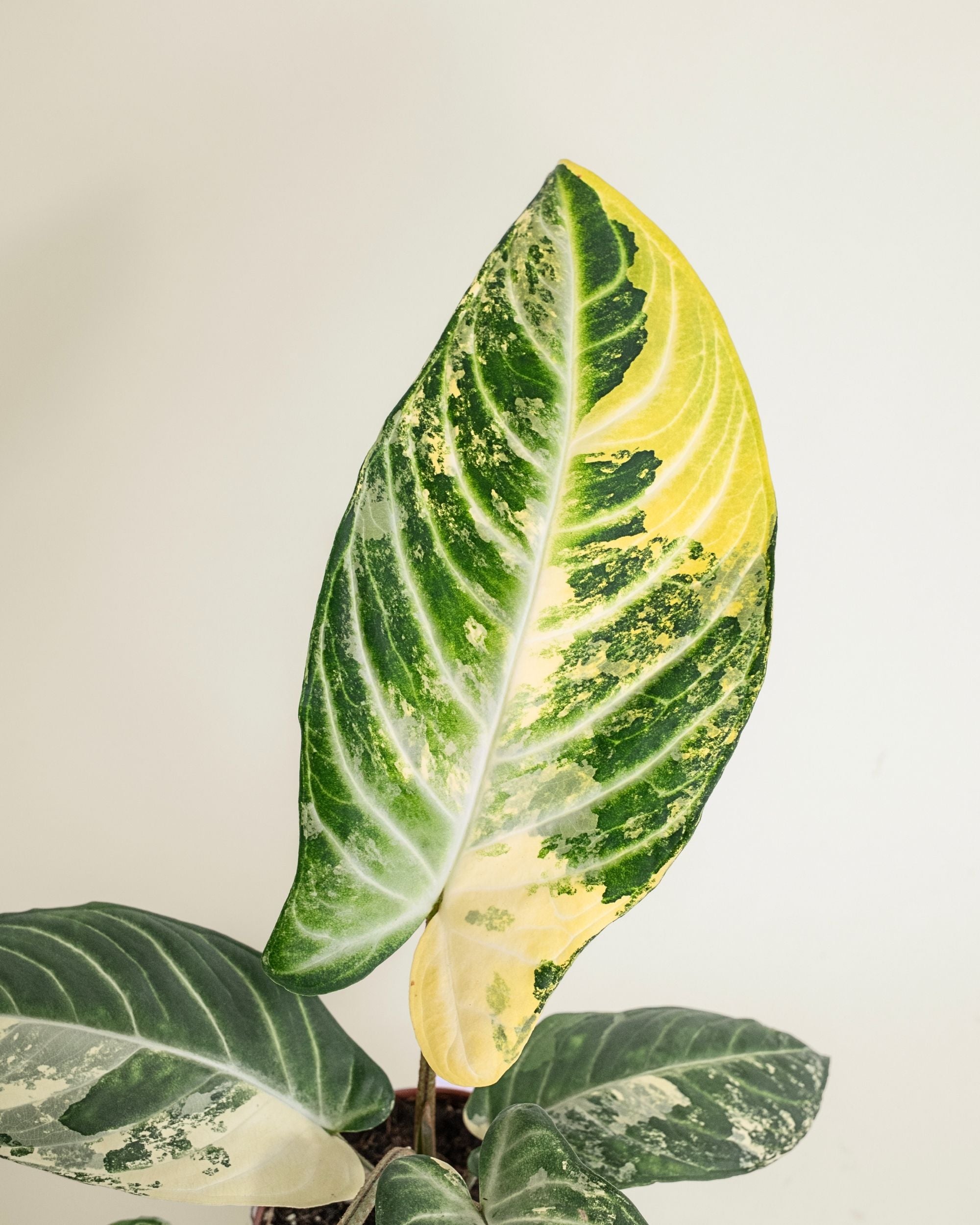 Xanthosoma Lindenii Variegata