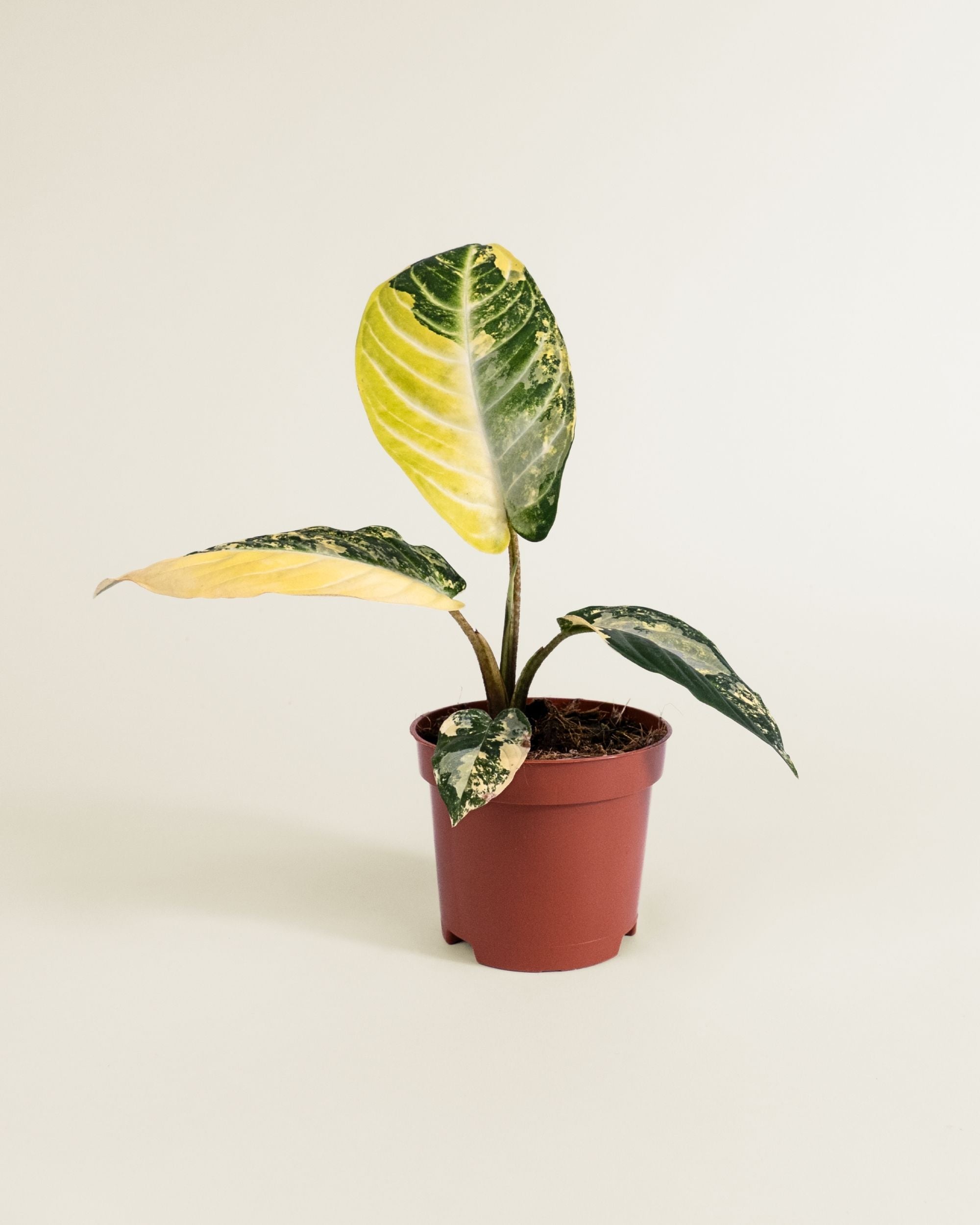 Xanthosoma Lindenii Variegata