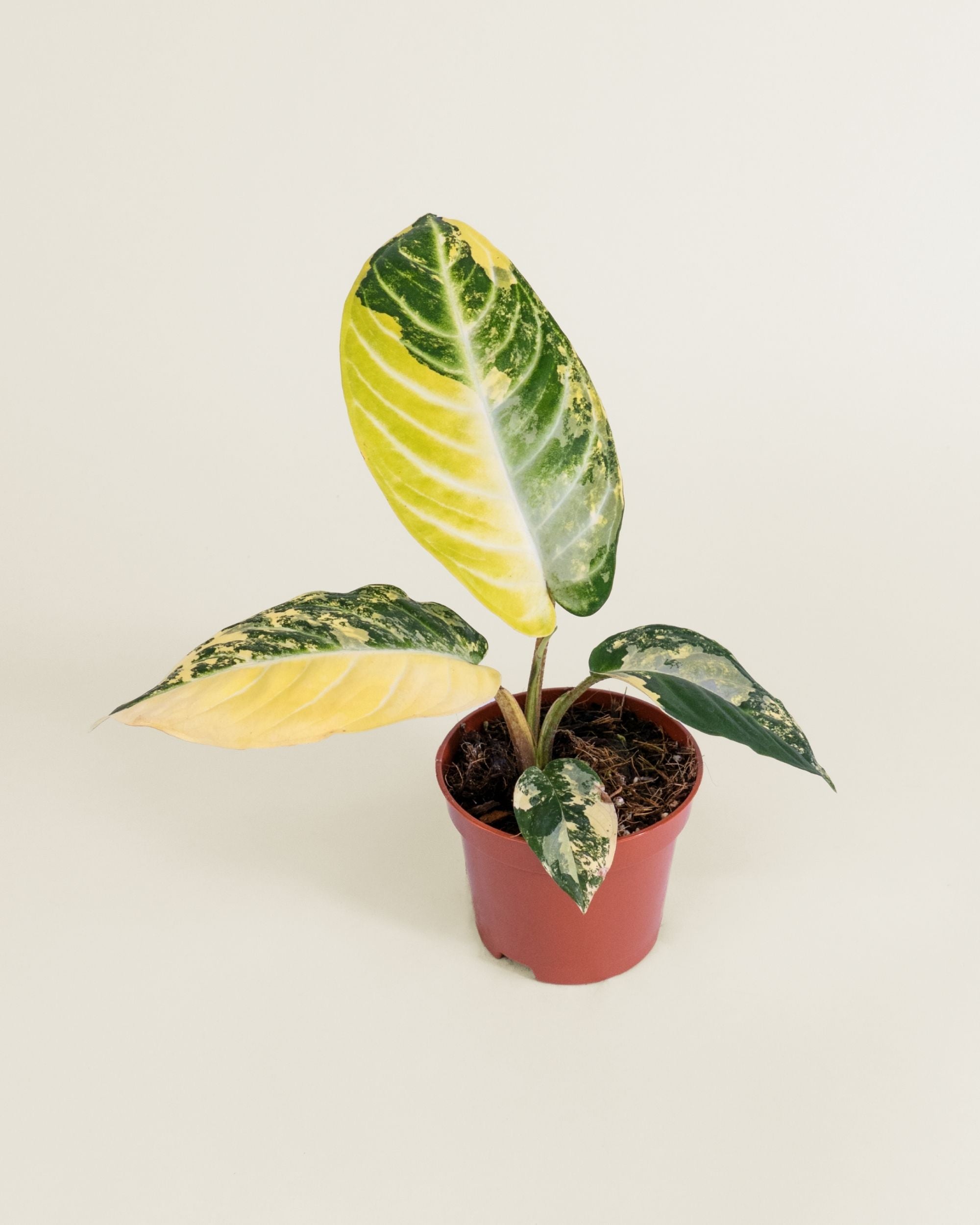 Xanthosoma Lindenii Variegata
