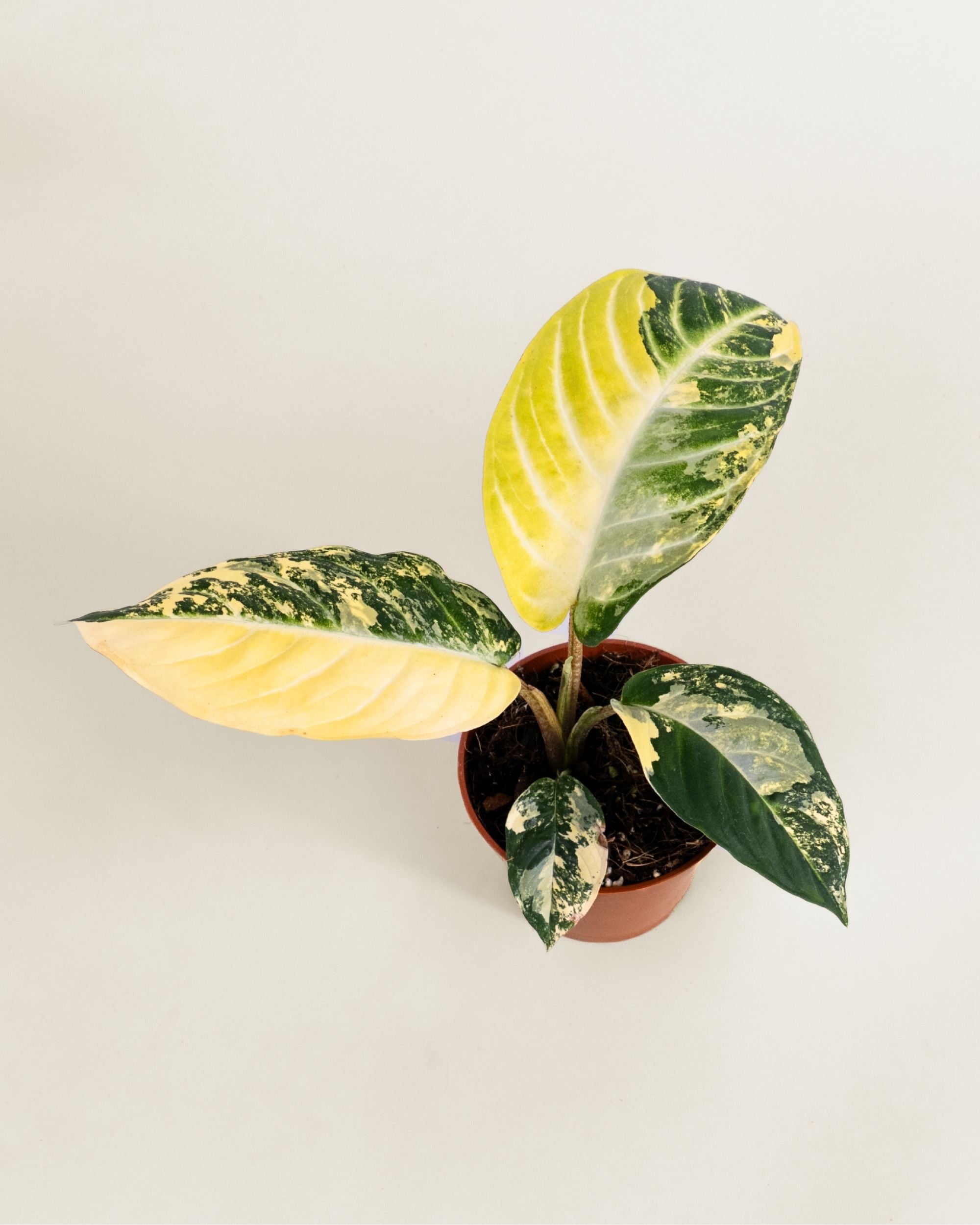 Xanthosoma Lindenii Variegata