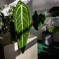 Anthurium Warocqueanum Dark Form XL - Downtown Plant Club