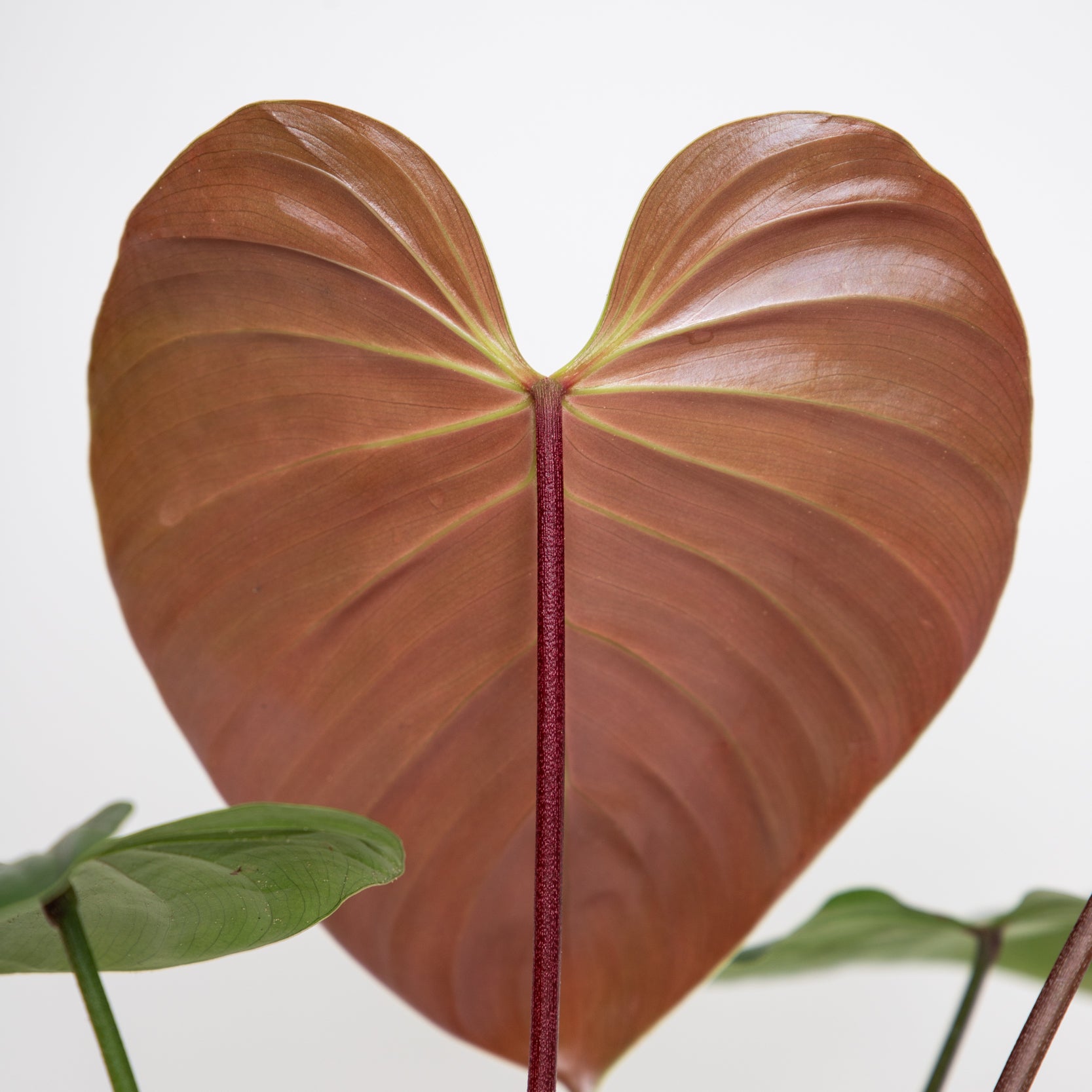 Philodendron Lynamii DOWNTOWN PLANT CLUB 5